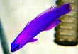 Orchid Dottyback Fish